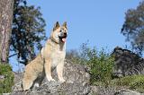 AKITA AMERICAIN 075